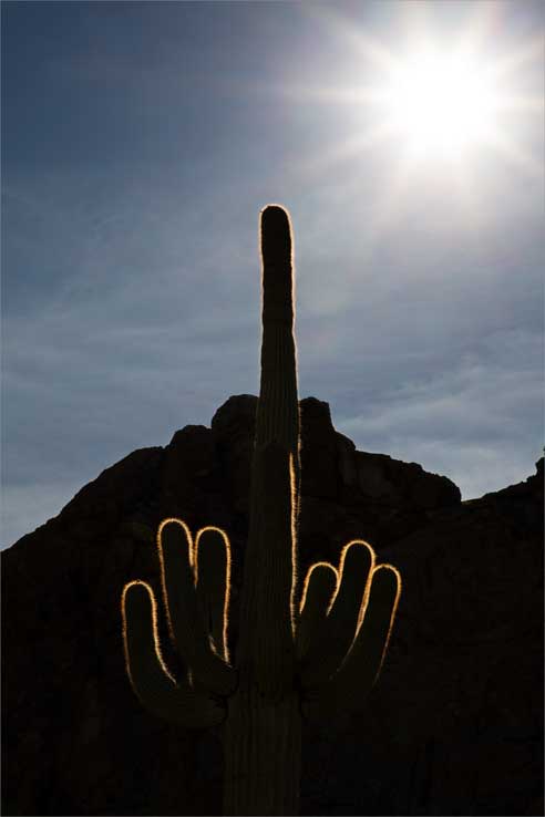 Saguaro in the Crater Range of southern Arizona.