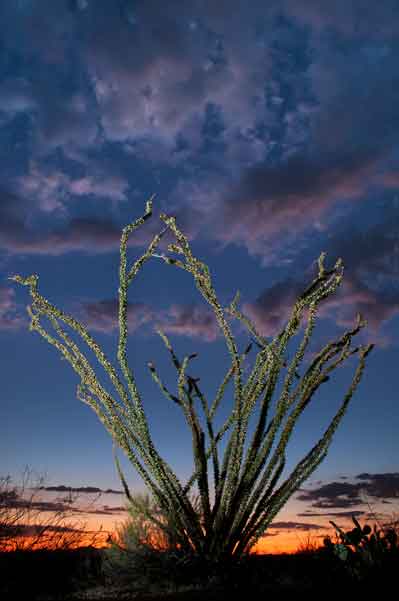 Ocotillo in the desert beneath Four Peaks in the Mazatzal Mts., Arizona