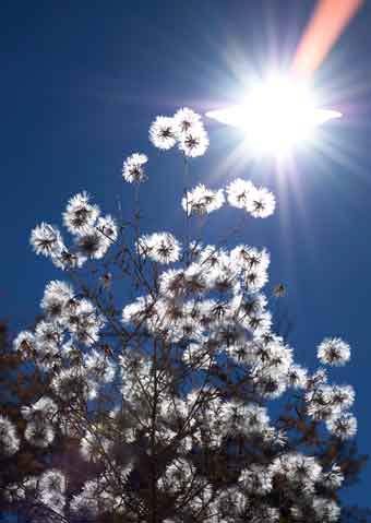Wild Silverpuff Dandelions atop Four Peaks in the Mazatzal Mts., Arizona