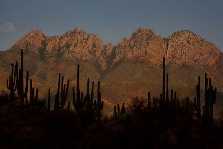 Saguaro cactus beneath Four Peaks in the Mazatzal Mts., Arizona.