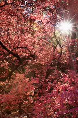 Maple trees in autumn in Ash Creek in the Galiuro Mts. of southern Arizona