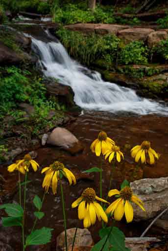Summer wildflowers at Horton Creek at the Mogollon Rim, Arizona.