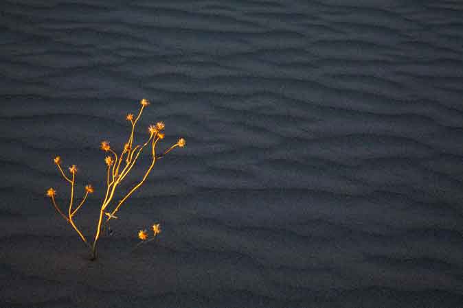Imperial Sand Dunes (a.k.a., Glamis Dunes or Algodones Dunes) in the southern California desert