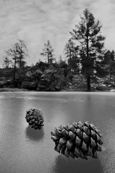 Pinecones on a frozen pool in the Isham Spring area of northern Arizona.