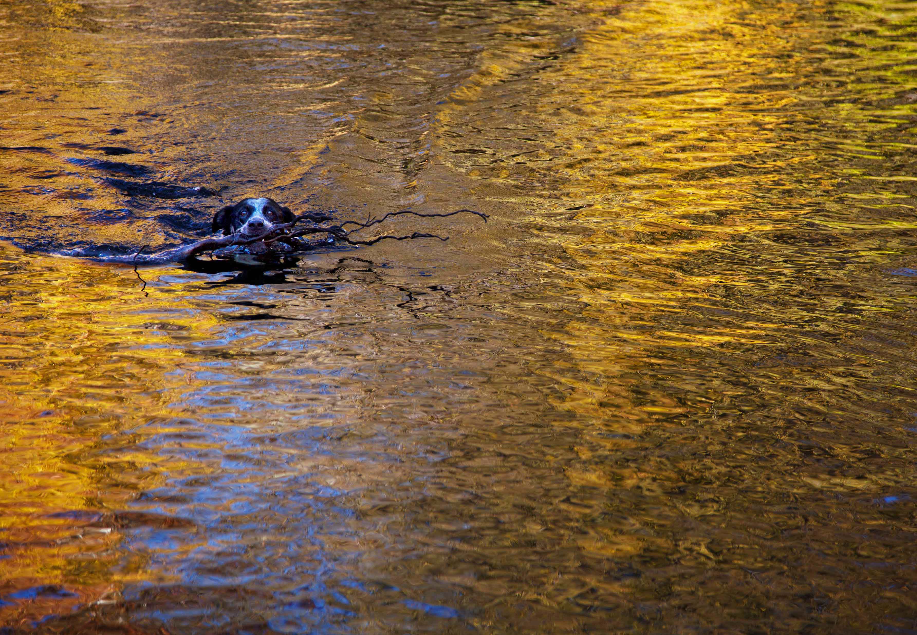 Jessee the Three Legged Cowgirl retrieves a branch from West Clear Creek, Arizona