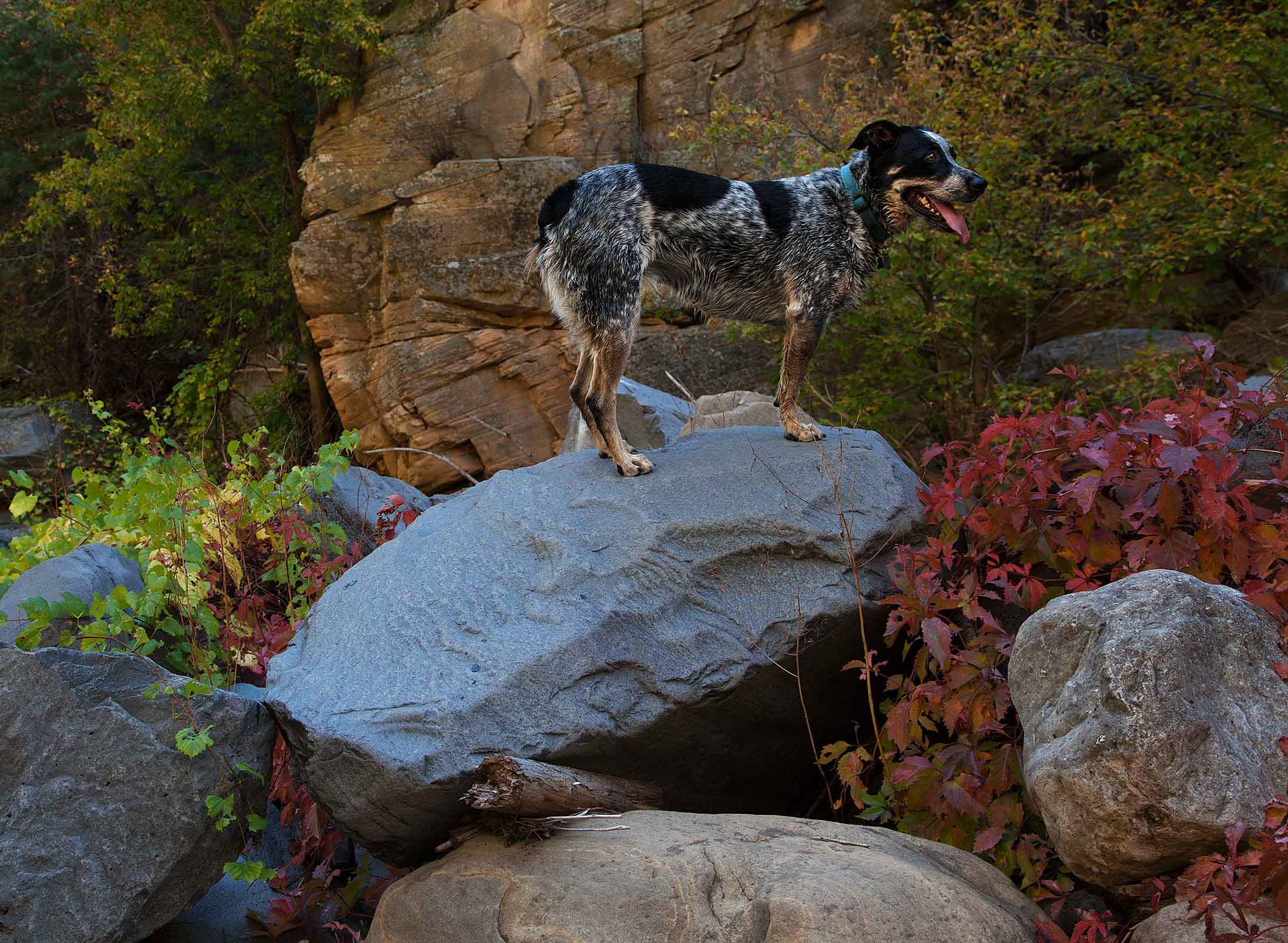 Jessee The Three-Legged Cowgirl