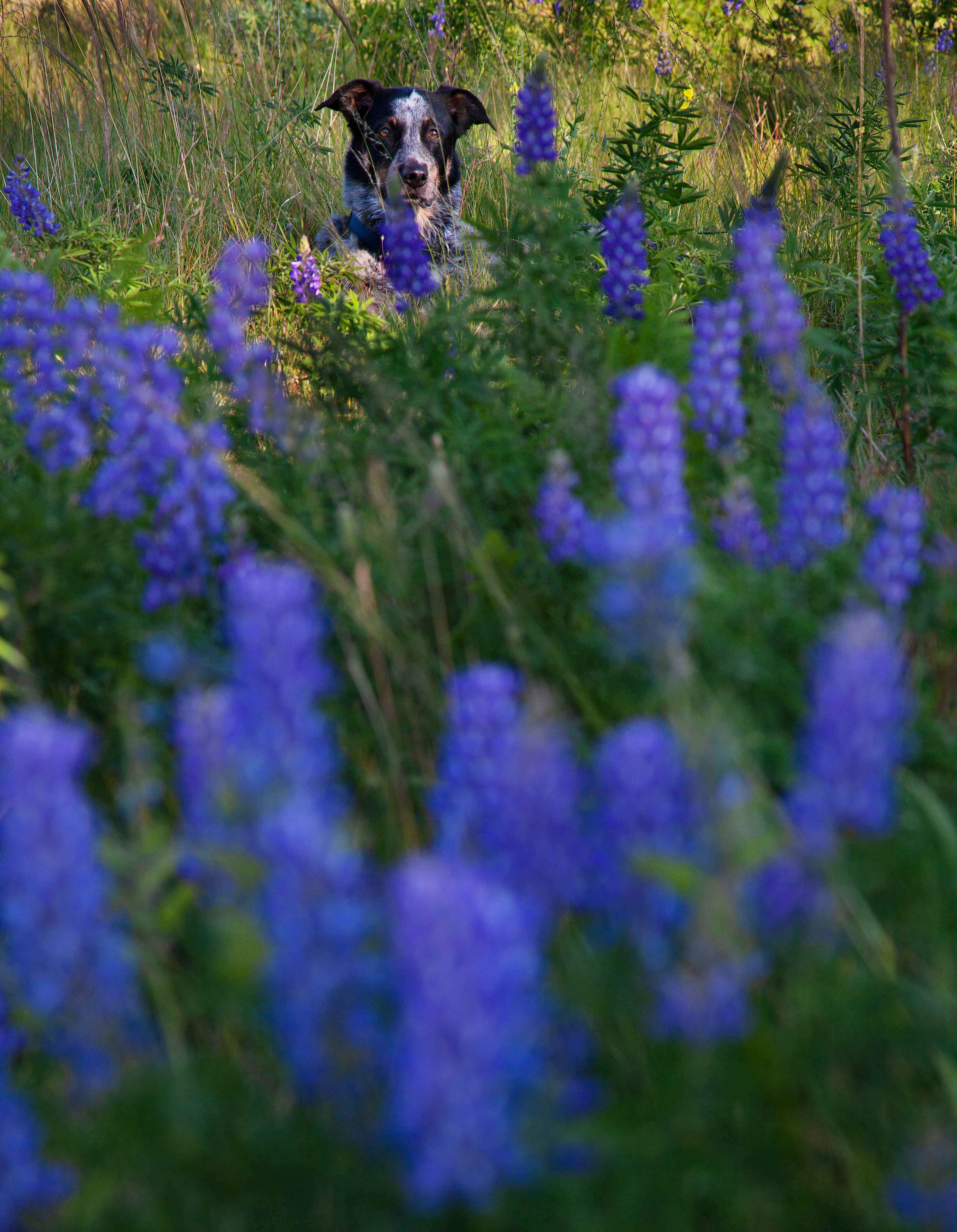 Jessee the Three-Legged Cattle Dog, a Blue Heeler mix who loves to hike Arizona