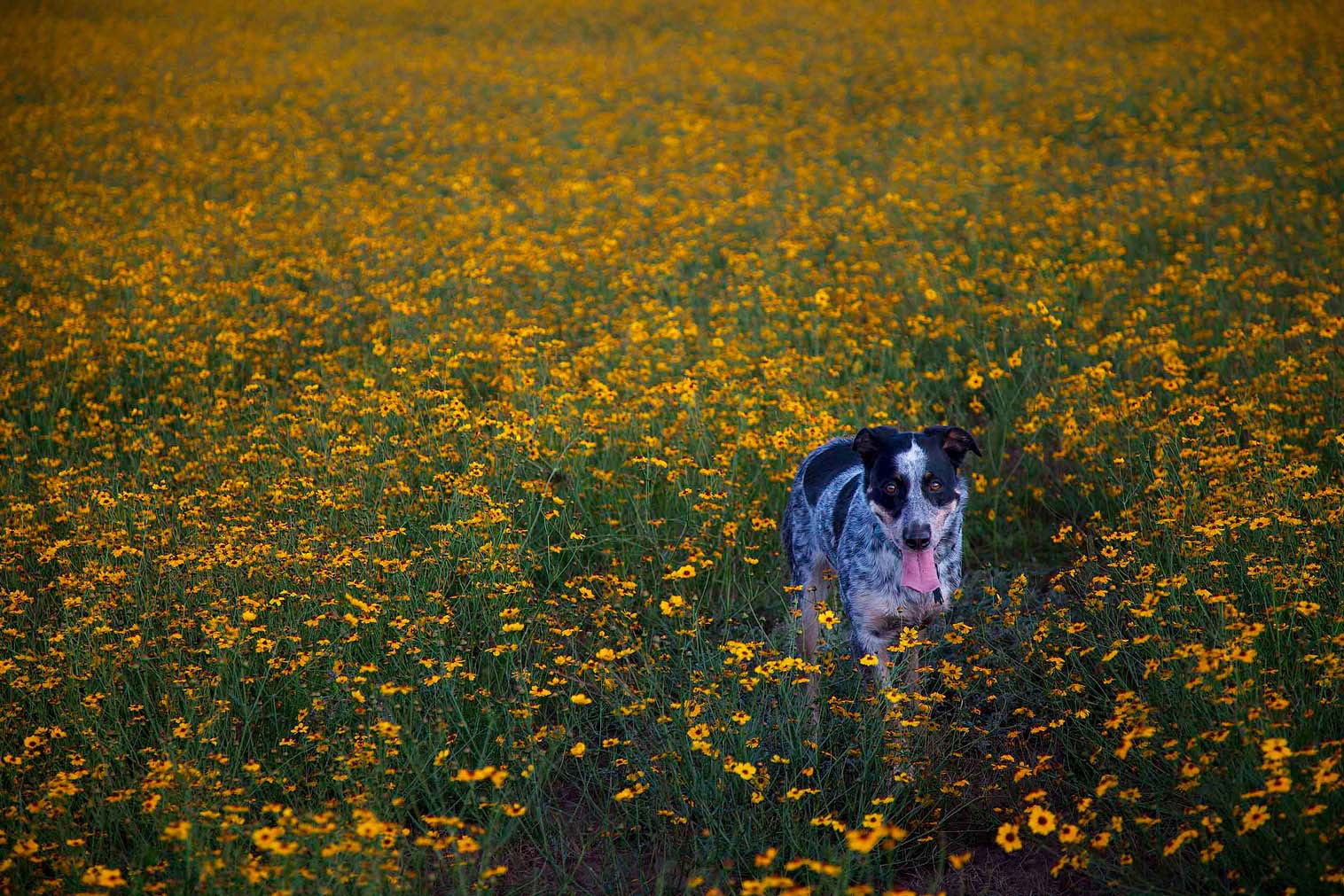 Jessee the Three-Legged Cowgirl is a cattledog who loves to hike
