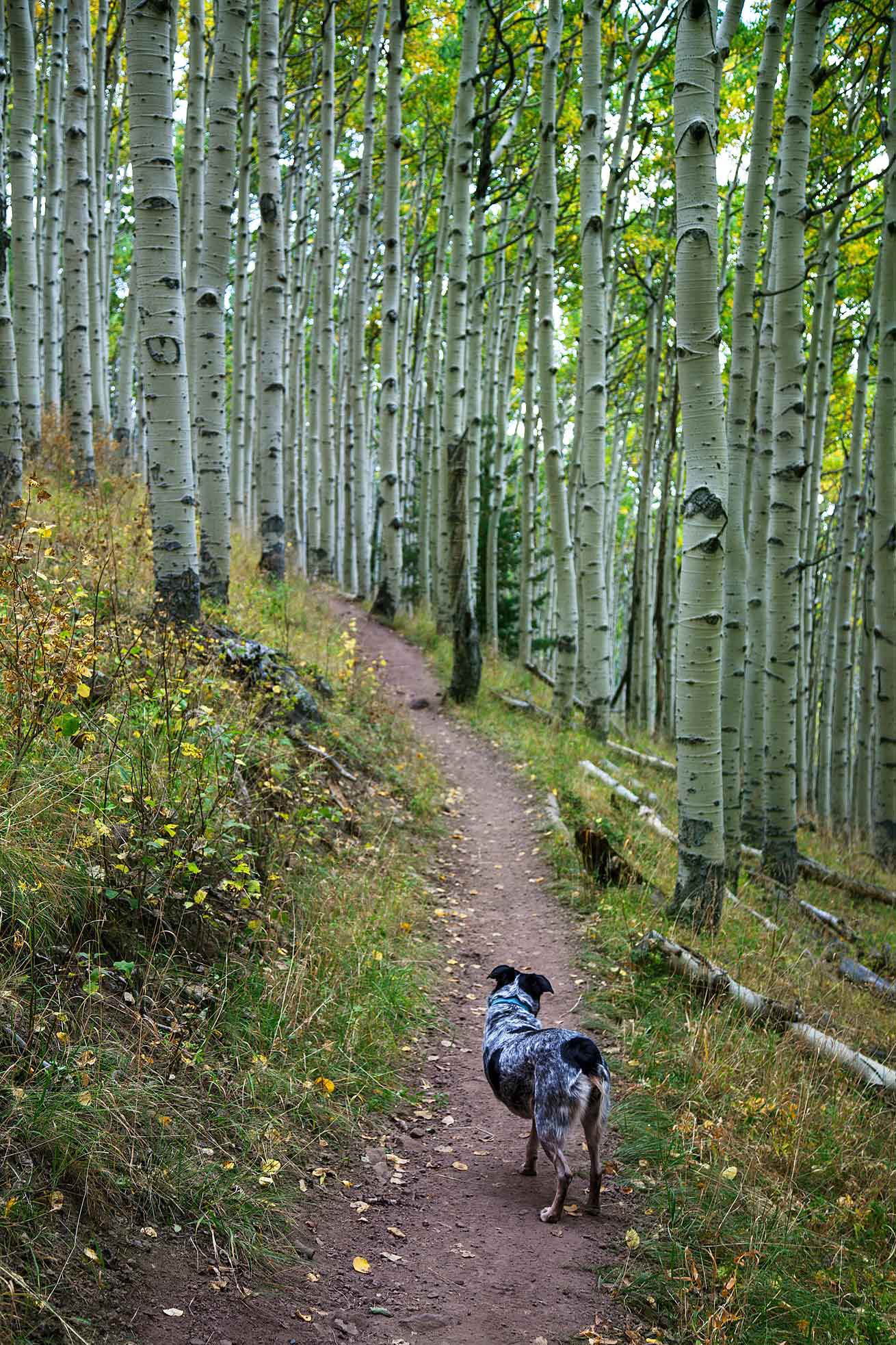 Jessee in Lockett Meadow
