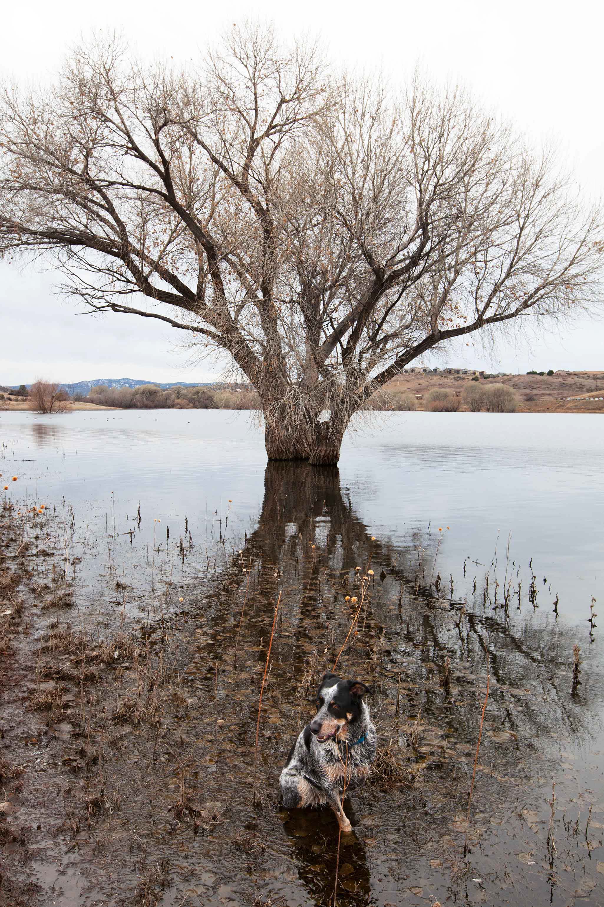 Jessee The Three-Legged Cowgirl at Watson Lake, Arizona