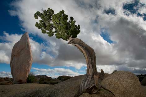 A Juniper Tree and Joshua Tree at Joshua Tree National Park in the Mojave and Colorado Deserts of southern California