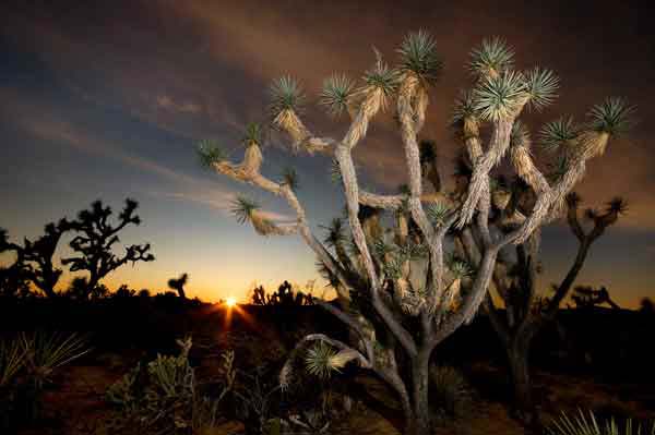 Sunset along Joshua Tree Parkway in the Arizona desert