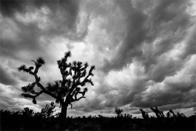 Along the Joshua Tree Parkway, Arizona.