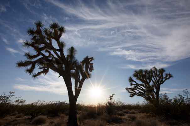 Sunset on state land east of the Joshua Tree Parkway, Arizona.