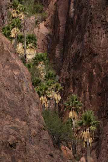 These California fan palms in the Kofa Mts. constitute the only grove of native, naturally ocurring palms in Arizona