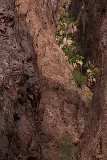 These California fan palms in the Kofa Mts. constitute the only grove of native, naturally ocurring palms in Arizona