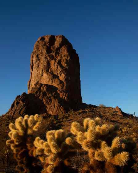 Teddy Bear Cholla cactus in the Kofa Mountains in the Arizona desert