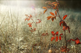 Wild Raspberry at Lake Mary, northern Arizona