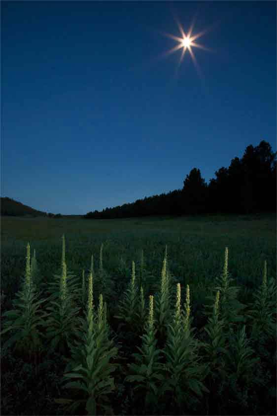 Mulleins with moonrise near Lower Lake Mary, northern Arizona