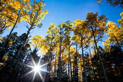 Aspen trees with fall colors in the San Francisco Peaks of northern Arizona