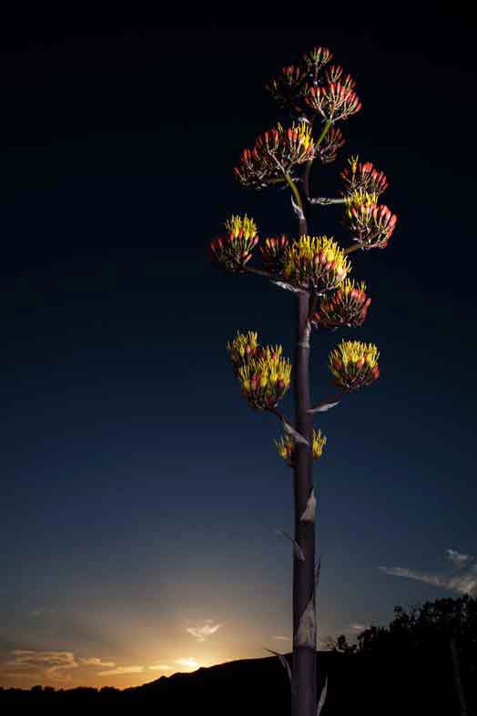 Century Plant near Sedona, Arizona