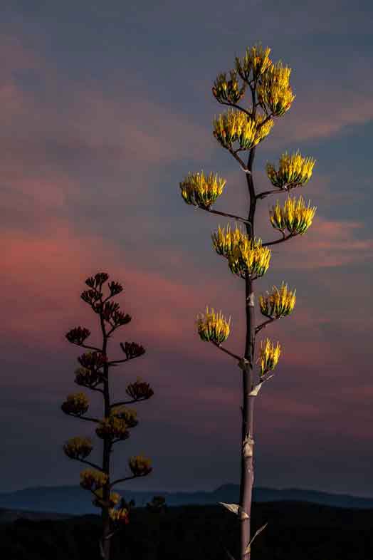 Century Plant near Sedona, Arizona