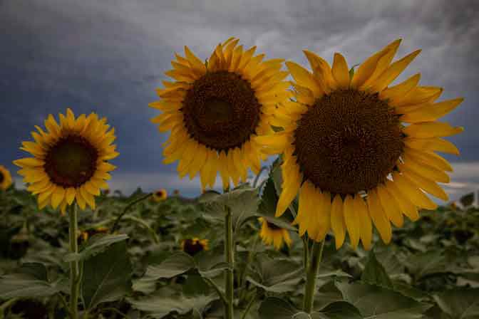 Sunflowers on a farm on the outskirts of Maricopa, Arizona.