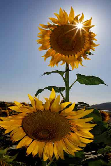 Sunflowers on a farm on the outskirts of Maricopa, Arizona.