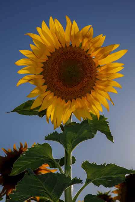 Sunflowers on a farm on the outskirts of Maricopa, Arizona.