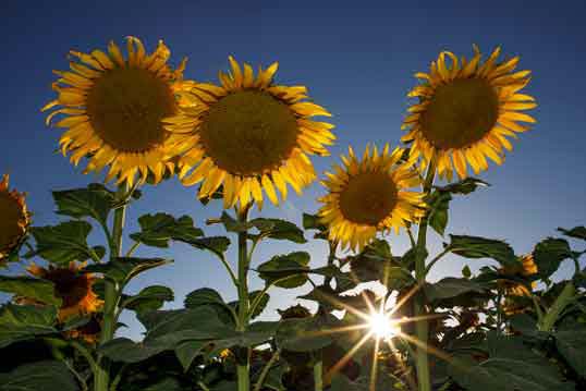 Sunflowers on a farm on the outskirts of Maricopa, Arizona.