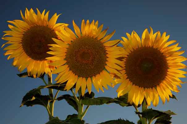 Sunflowers on a farm on the outskirts of Maricopa, Arizona.