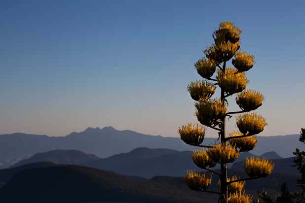 A century plant atop McFadden Peak in the Sierra Ancha, with the Mazatzal Mts. (including Four Peaks) in the distance