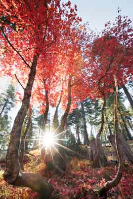 Red maple trees in the fall atop the Mogollon Rim, Arizona