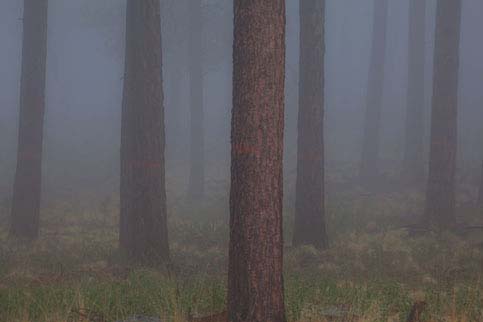 Mogollon Rim, Arizona