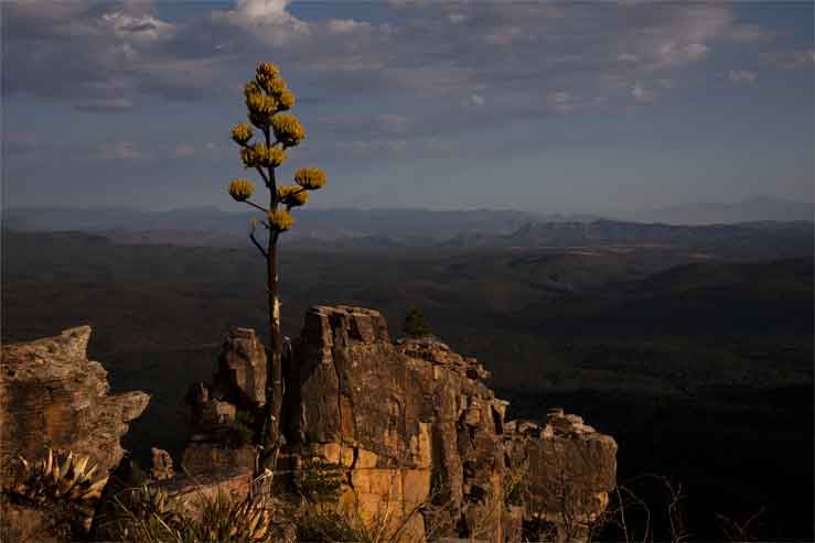 A blooming century plant at the edge of Arizona's Mogollon Rim.