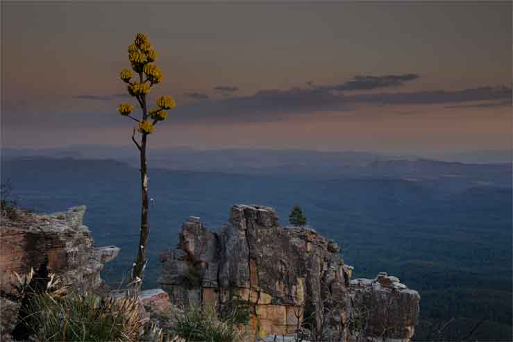 A blooming century plant at the edge of Arizona's Mogollon Rim.