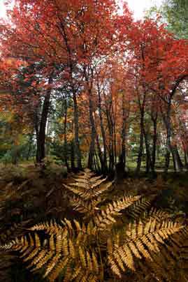 Maple tress and ferns in autumn atop the Mogollon Rim in northern Arizona.