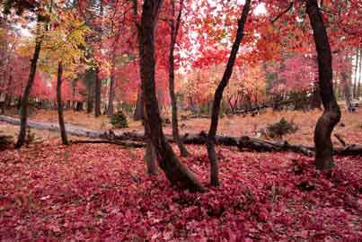 Fall foliage in autumn, including red maple trees, near Bear Canyon Lake on the Mogollon Rim, Arizona
