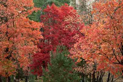 Fall foliage in autumn, including red maple trees, near Bear Canyon Lake on the Mogollon Rim, Arizona