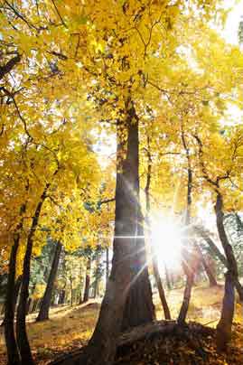 Yellow Maples in Autumn near Bear Canyon Lake on the Mogollon Rim, Arizona