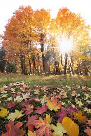 Autumn Maple trees atop Arizona's Mogollon Rim.
