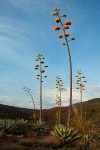 Century plants (Agave chrysantha) on Mt. Ord in the Mazatzal Mts., Arizona