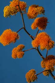 Century plant (Agave chrysantha) on Mt. Ord in the Mazatzal Mts., Arizona