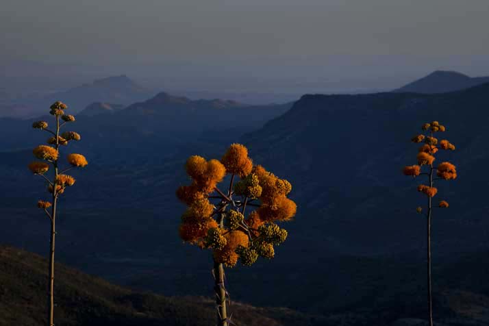 Century plants (Agave chrysantha) on Mt. Ord in the Mazatzal Mts., Arizona.