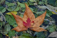 Autumn leaves floating in the West Fork of Oak Creek, Arizona (near Sedona)