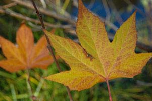 Autumn leaves along Oak Creek, Arizona (near Sedona)