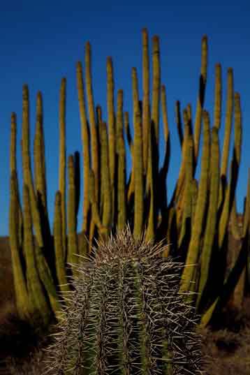 The tip of a small saguaro beneath an organ pipe cactus at Organ Pipe Cactus National Monument, Arizona.