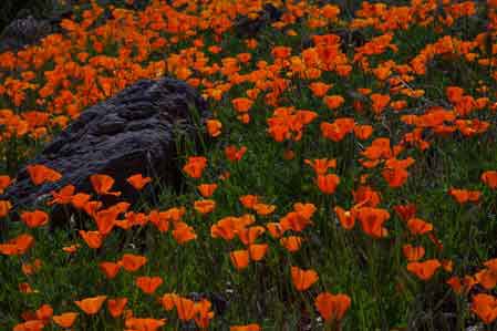 Mexican Goldpoppies on Peridot Mesa on the San Carlos Indian Reservation, Arizona.