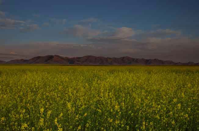 Spring wildflowers on Perry Mesa (Agua Fria National Monument), Arizona with the New River Mts. in the distance.