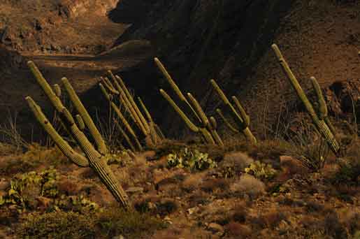 Saguaros at Perry Mesa (Agua Fria National Monument), Arizona
